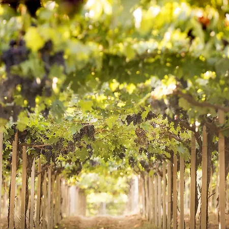 Baldovino